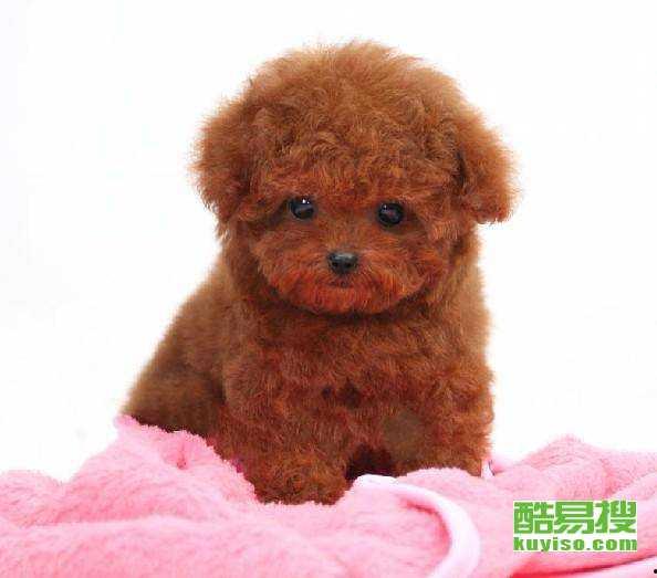 天门泰迪爆料视频最新,事件背后惊人真相 第3张 天门泰迪爆料视频最新,事件背后惊人真相 第3张